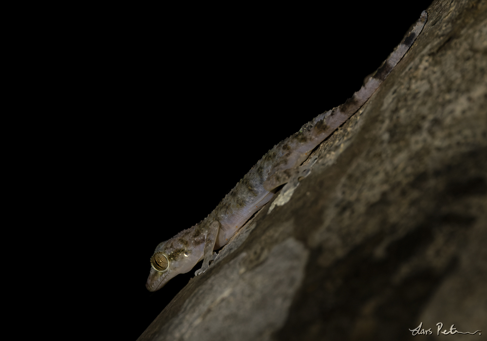 Socotran Rock Gecko