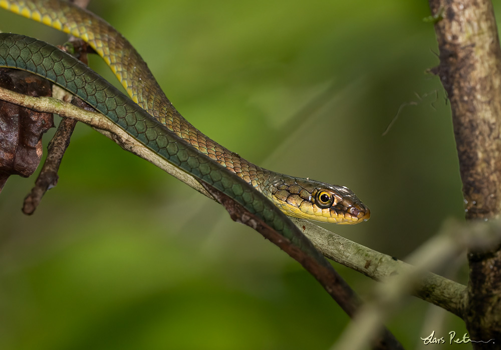 Sao Tome Wood Snake