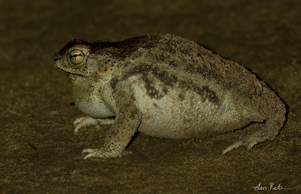 Chaco Granulated Toad
