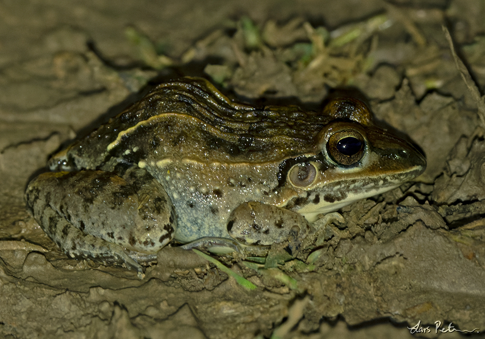 South American White-lipped Grassfrog