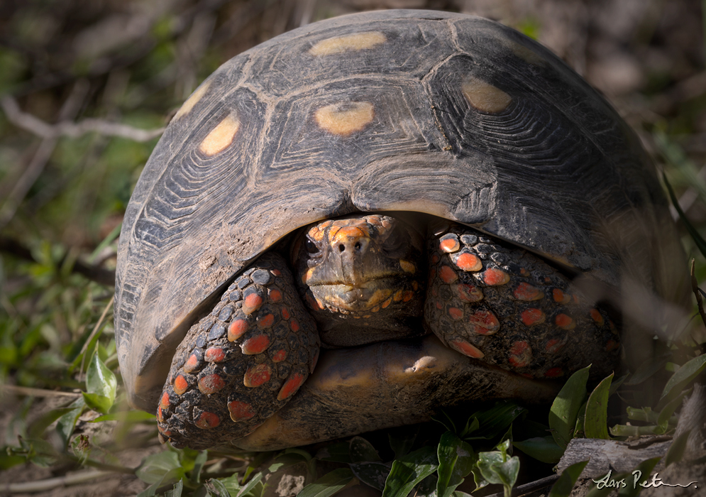 Red-footed Tortoise