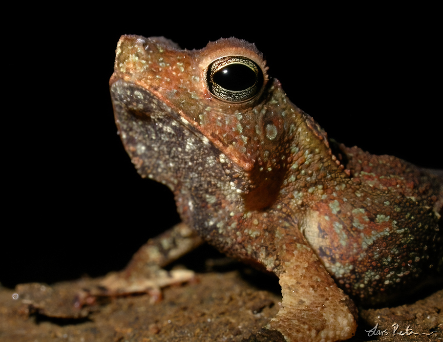 South American Common Toad