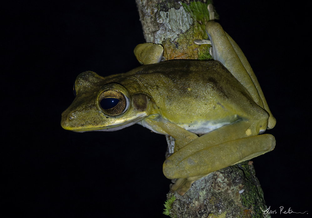 Common Hourglass Tree Frog