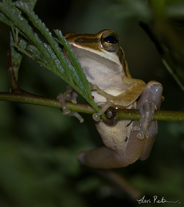 Chunam Tree Frog