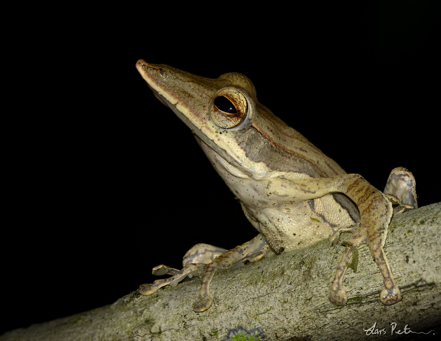 Sharp-snout Saddled Tree Frog