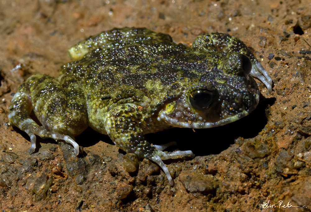 Sri Lanka Rock Frog