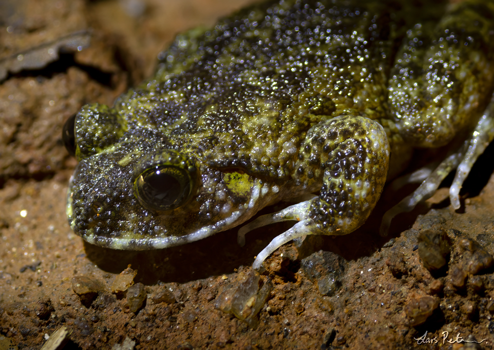 Sri Lanka Rock Frog