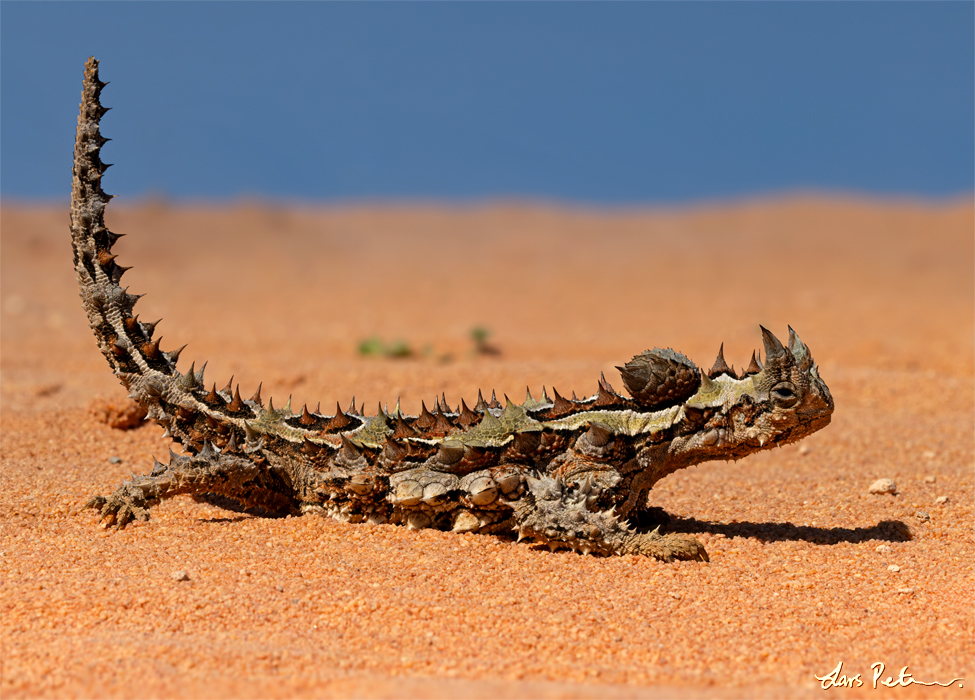 Thorny Devil