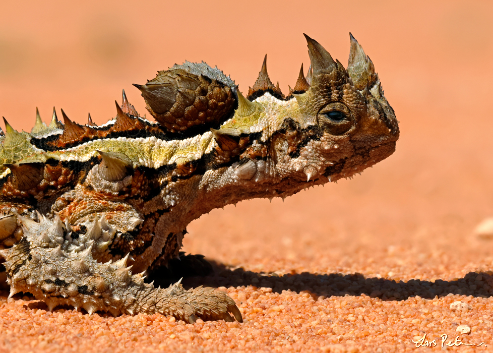 Thorny Devil