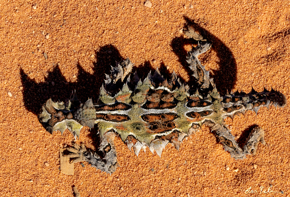 Thorny Devil