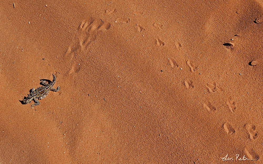 Thorny Devil