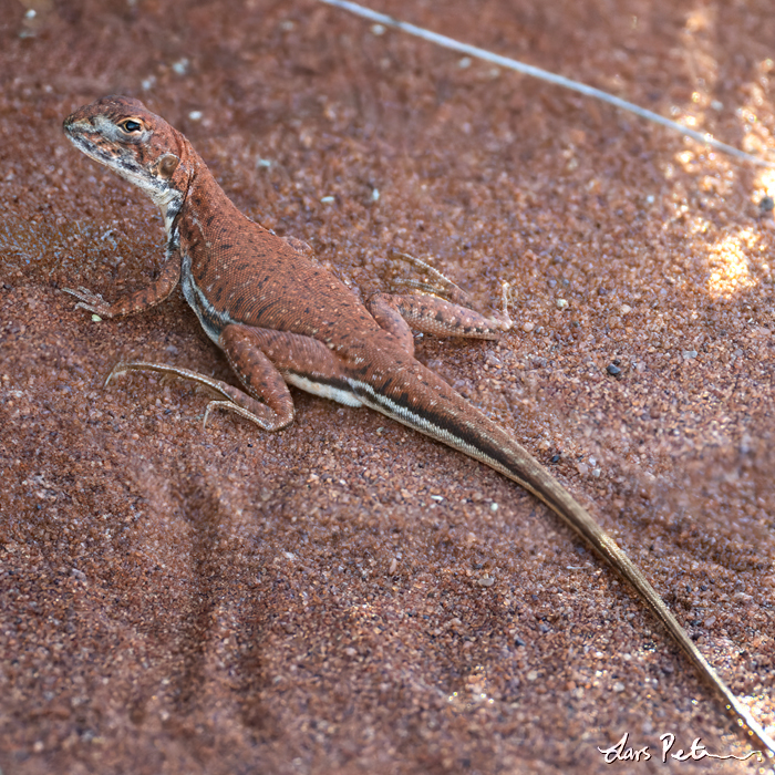 Long-legged Sand Dragon