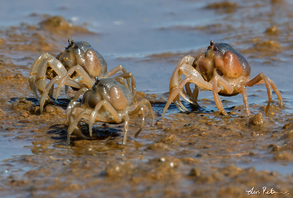 Western Australian Soldier Crab