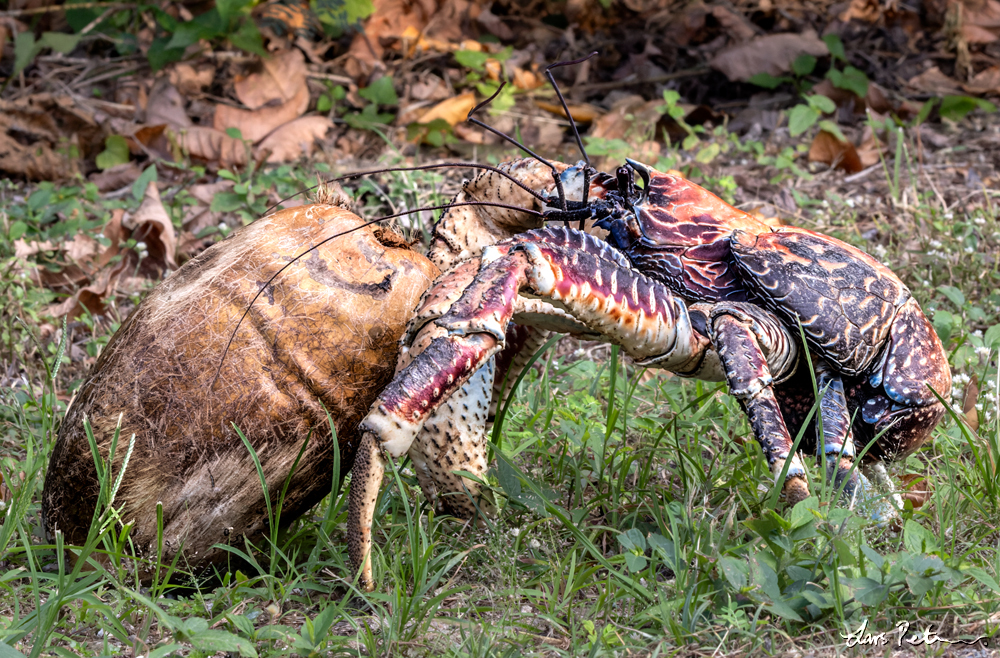 Coconut Crab