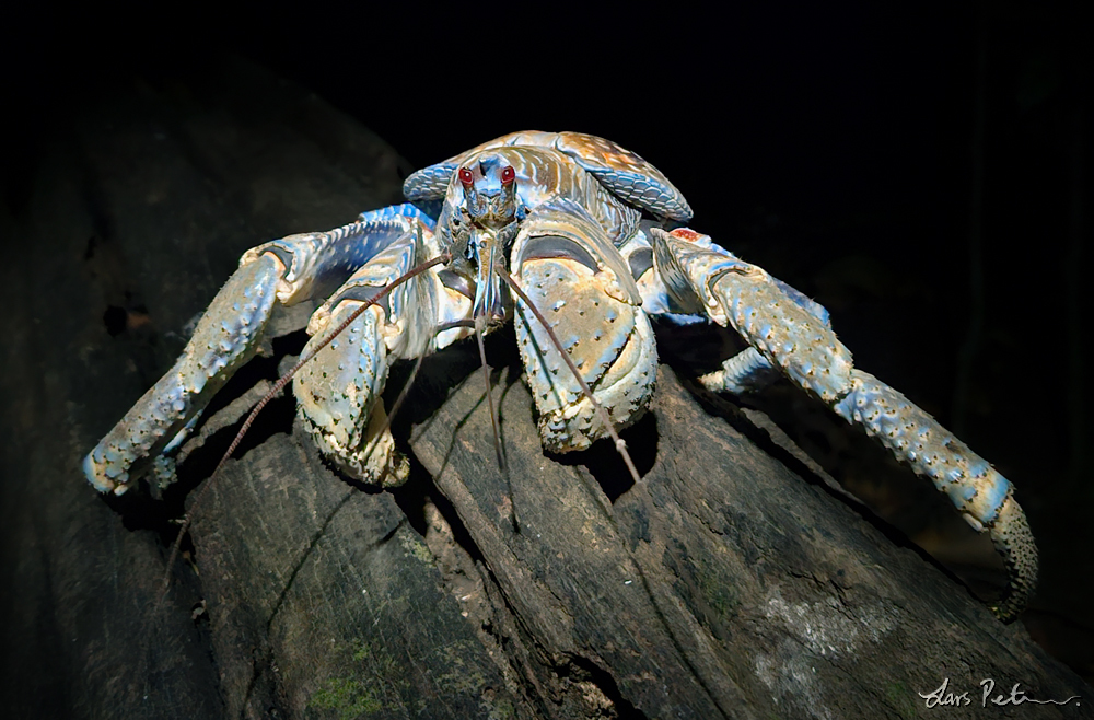 Coconut Crab