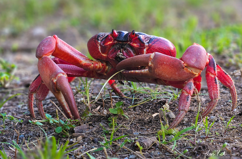 Christmas Island Red Crab