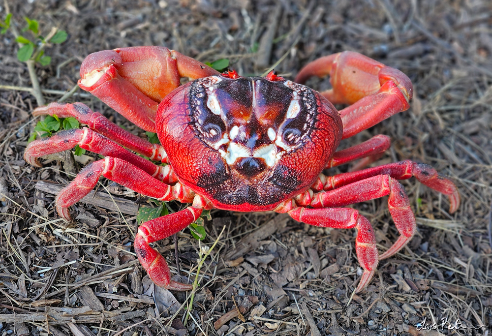 Christmas Island Red Crab