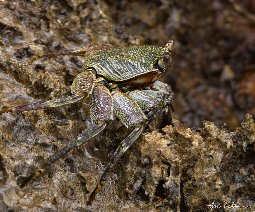 Thin-shelled Rock Crab