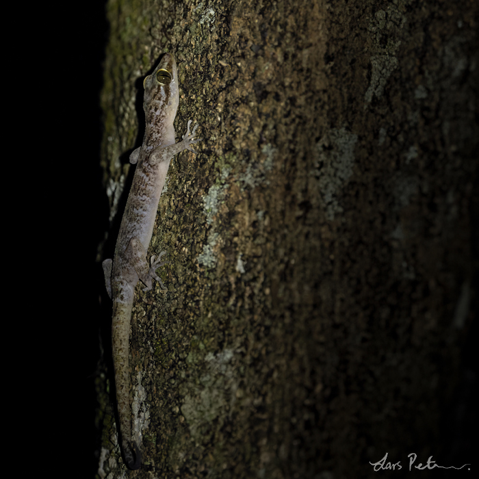 Christmas Island Giant Gecko