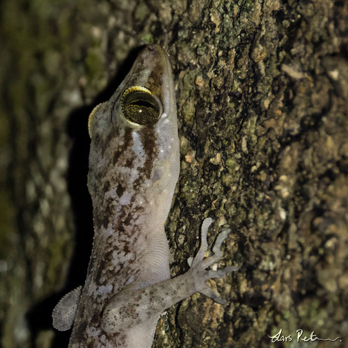 Christmas Island Giant Gecko