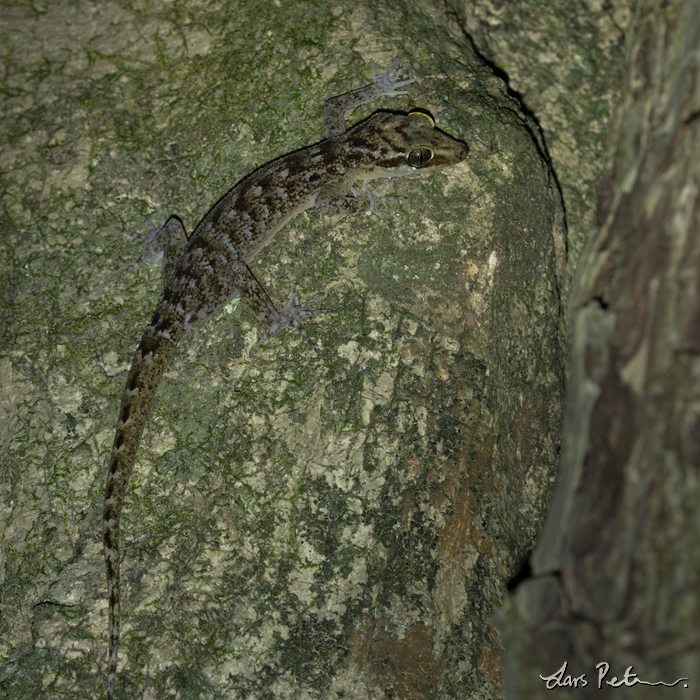 Christmas Island Giant Gecko