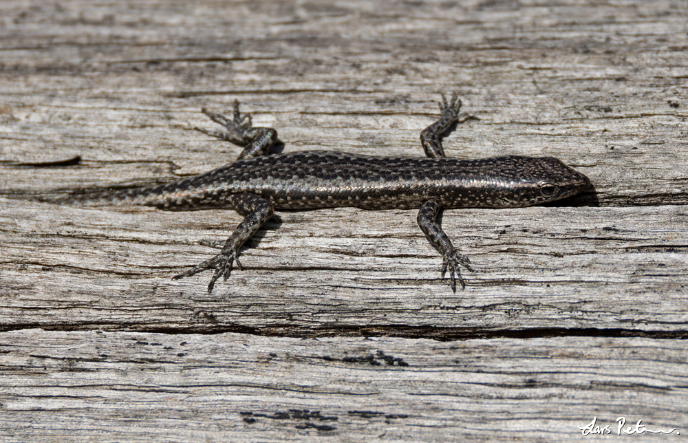 Buchanan's Snake-eyed Skink