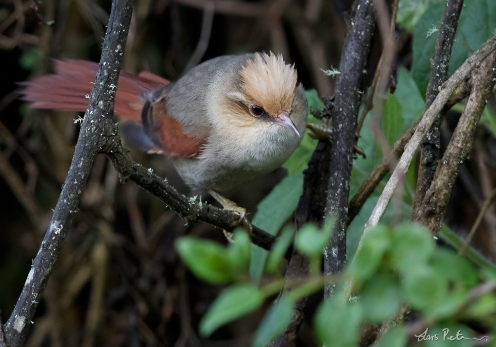 Creamy-crested Spinetail