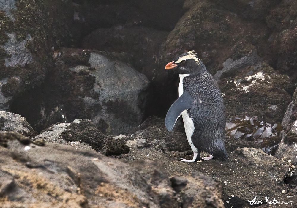 Fiordland Penguin