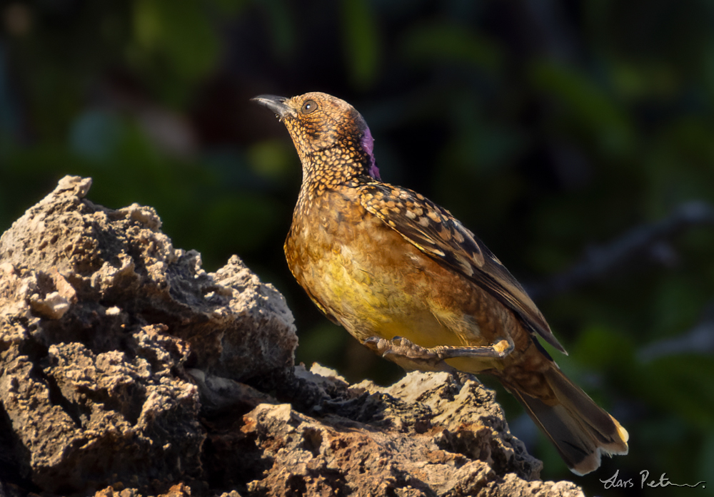 Western Bowerbird