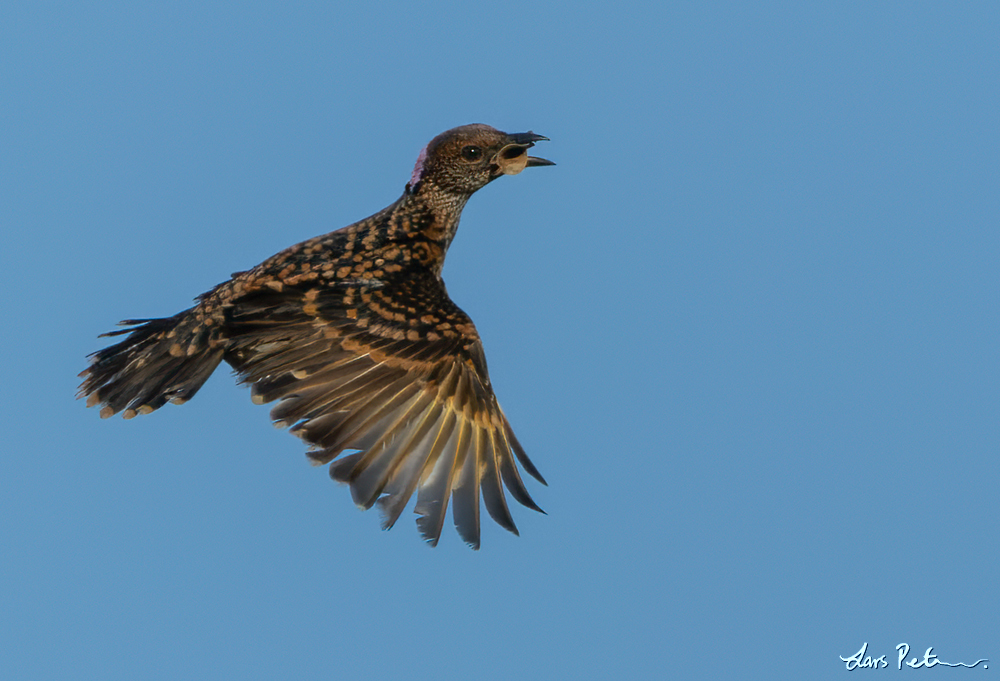 Western Bowerbird