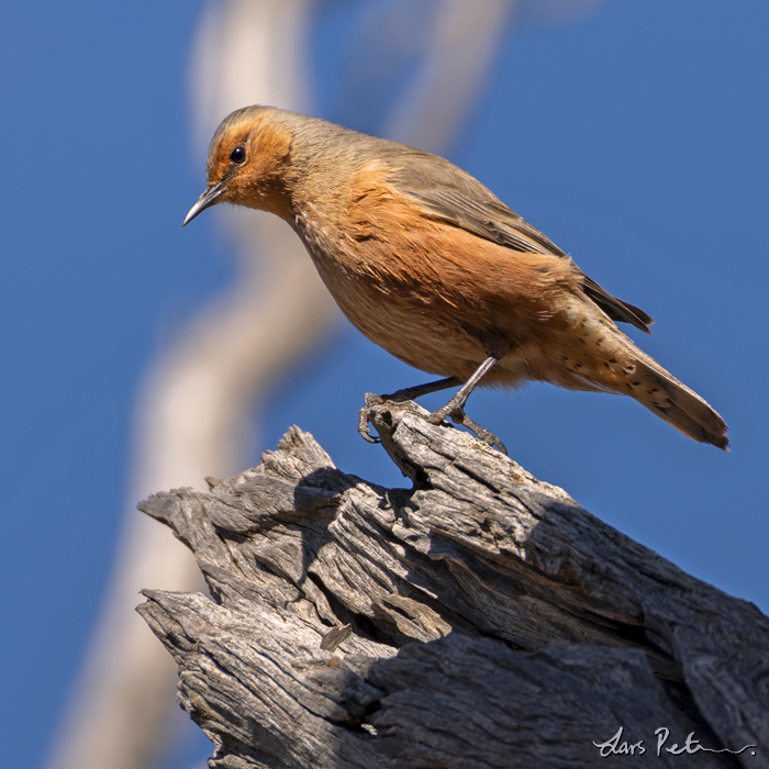 Rufous Treecreeper