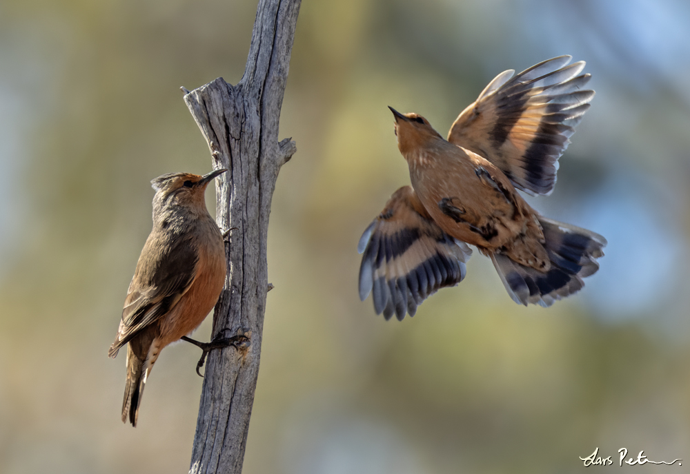 Rufous Treecreeper