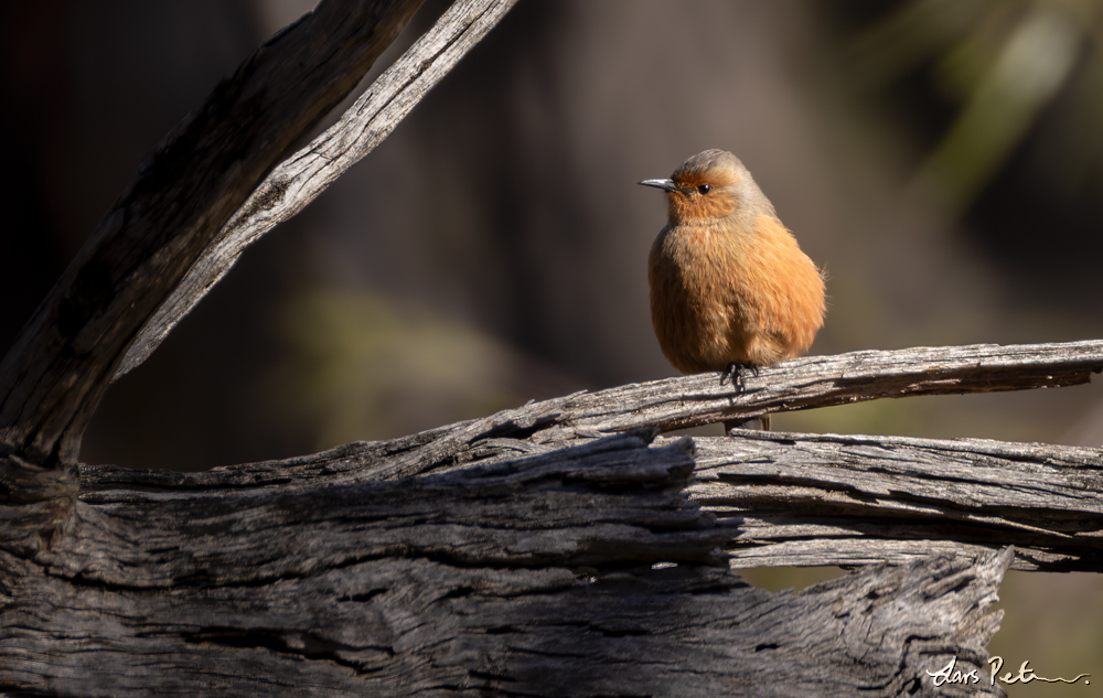 Rufous Treecreeper