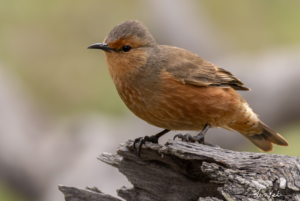 Rufous Treecreeper