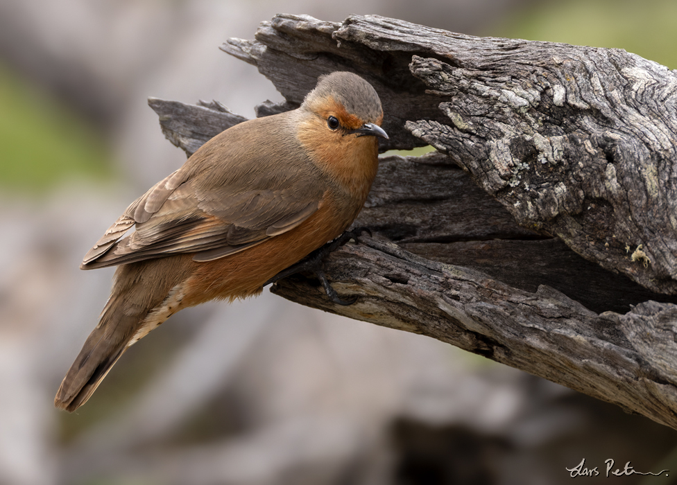 Rufous Treecreeper