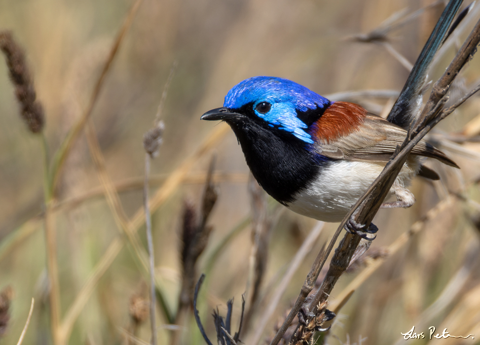 Purple-backed Fairywren