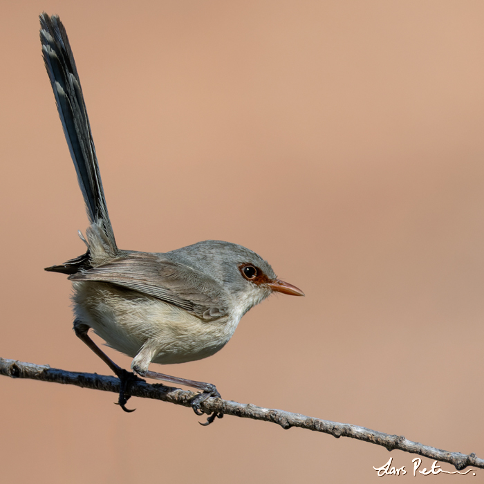 Purple-backed Fairywren