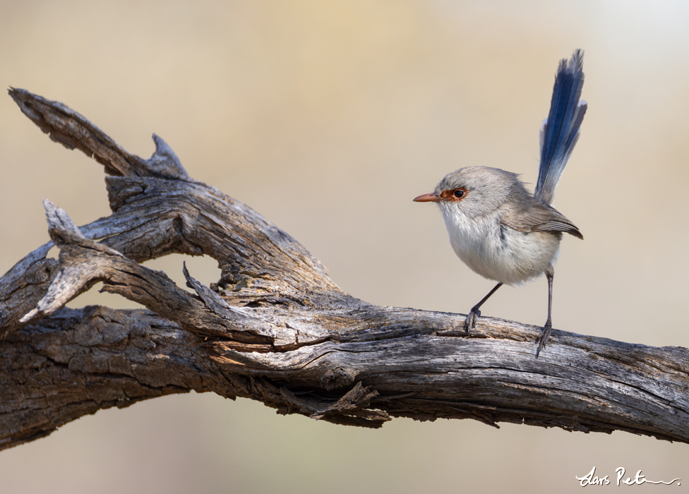 Purple-backed Fairywren