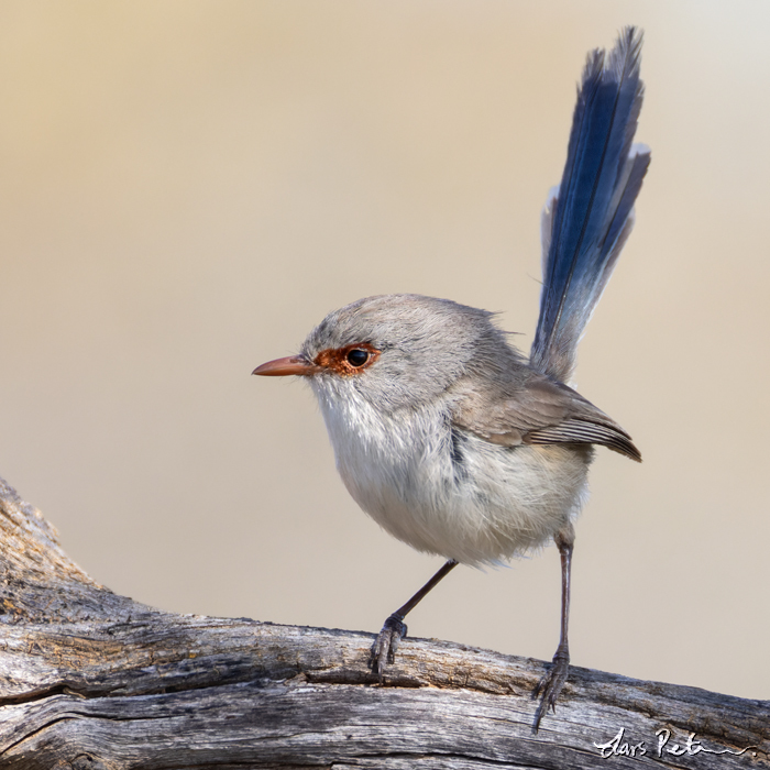 Purple-backed Fairywren