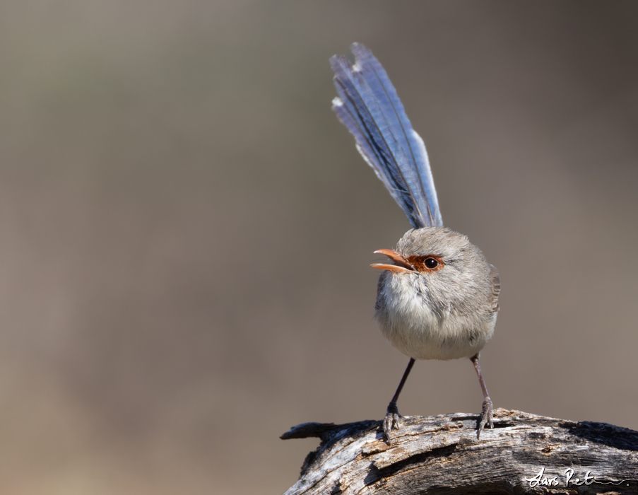 Purple-backed Fairywren