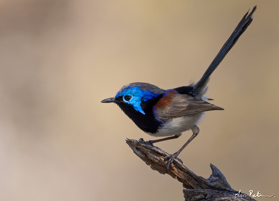 Purple-backed Fairywren