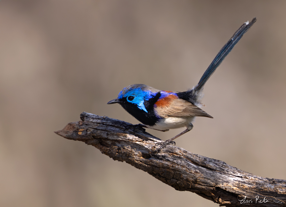 Purple-backed Fairywren