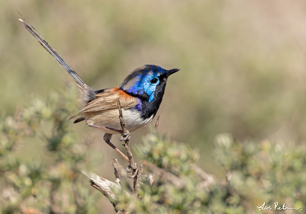 Purple-backed Fairywren