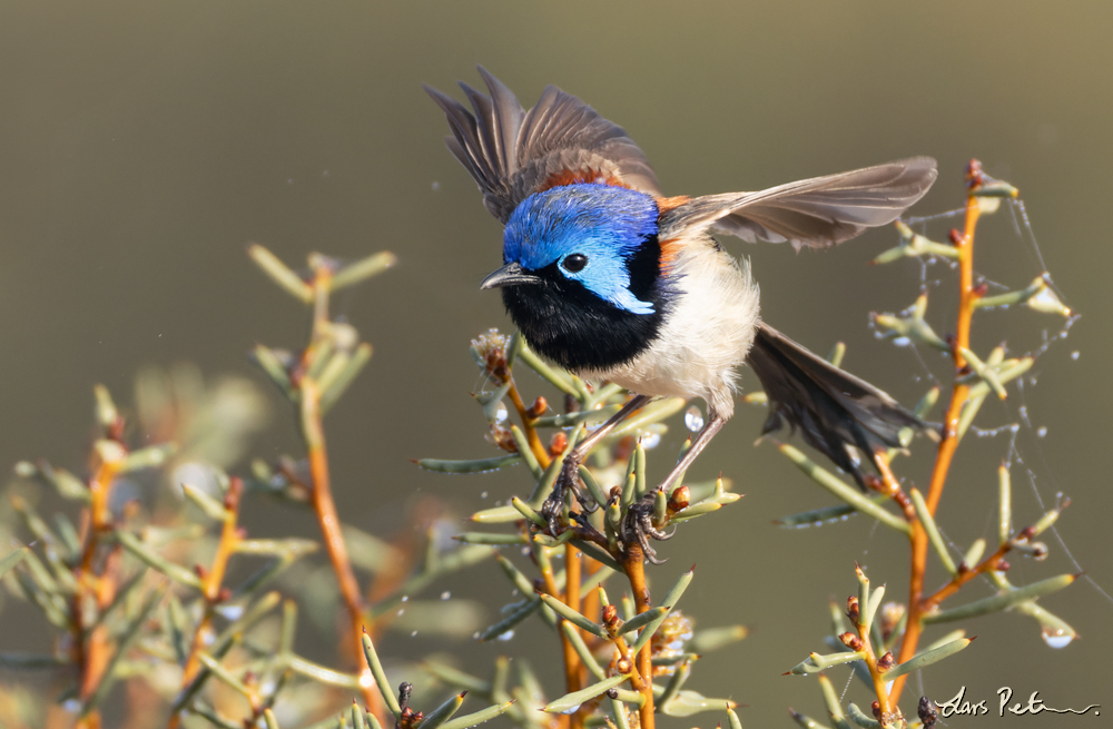 Purple-backed Fairywren