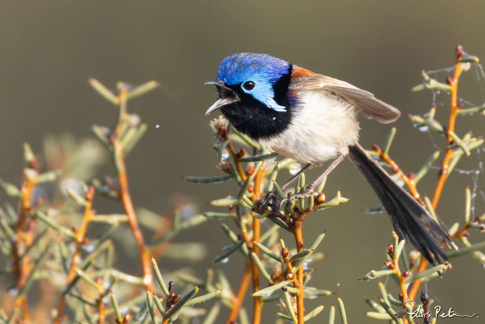 Purple-backed Fairywren