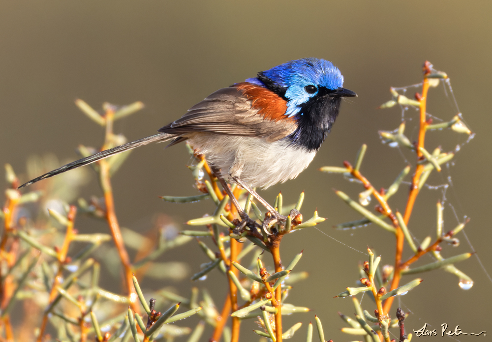 Purple-backed Fairywren