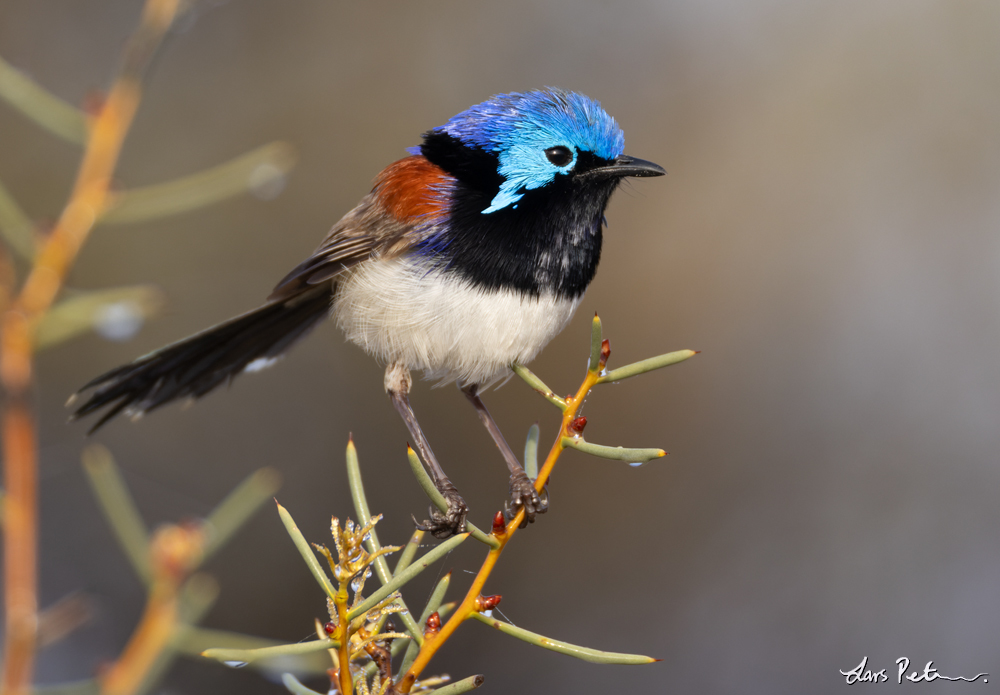 Purple-backed Fairywren