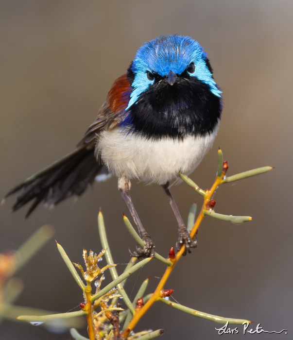 Purple-backed Fairywren