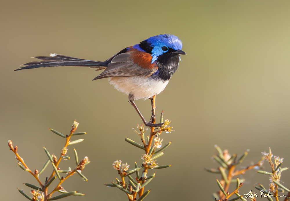 Purple-backed Fairywren