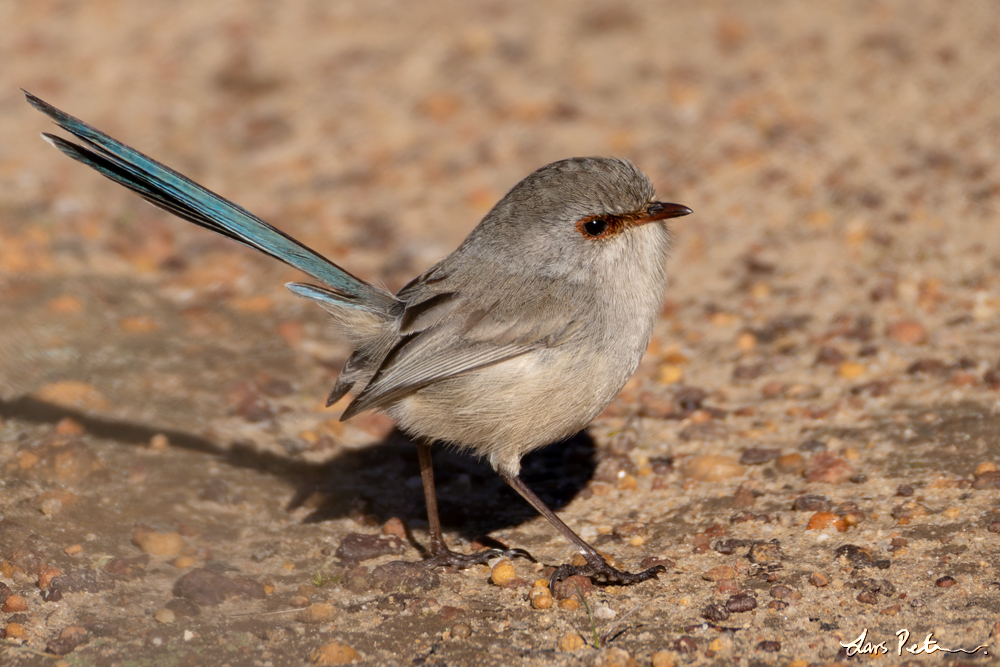 Blue-breasted Fairywren